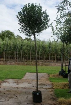 Bolprunus (Prunus Eminens 'Umbraculifera') -Planten Verkoopwinkel 20120214143257 16