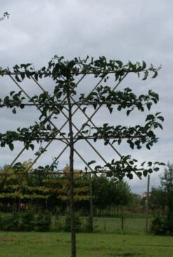 Sierpeer Als Leiboom (Pyrus Calleryana 'Chanticleer') -Planten Verkoopwinkel 20120214143602 13 1