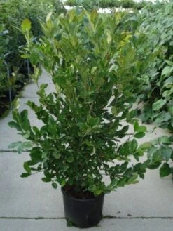 Stermagnolia (Magnolia Stellata) 28 Stermagnolia (Magnolia Stellata) -Planten Verkoopwinkel 20120214143817 13