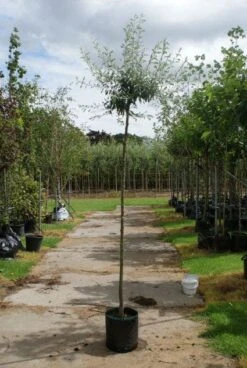 Treursierpeer (Pyrus Salicifolia 'Pendula') -Planten Verkoopwinkel 20120214143823 9 1