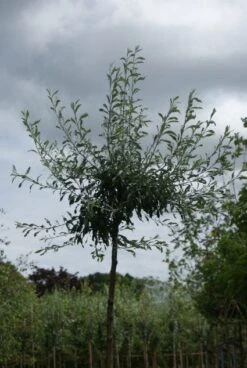 Treursierpeer (Pyrus Salicifolia 'Pendula') -Planten Verkoopwinkel 20120214143843 9