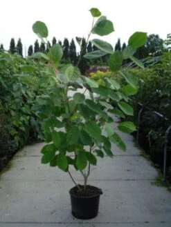 Beverboom (Magnolia Sieboldii) -Planten Verkoopwinkel 20120214144004 8 1