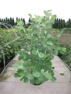 Beverboom (Magnolia Sieboldii) -Planten Verkoopwinkel 20120214144026 8 1