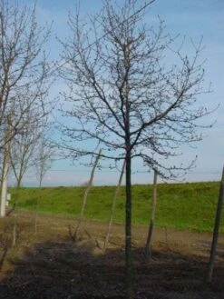 Beverboom (Magnolia Kobus) -Planten Verkoopwinkel 20120214144416 19 1