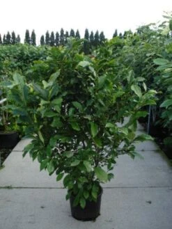 Beverboom, Struik (Magnolia Susan) -Planten Verkoopwinkel 20120214144559 10 3