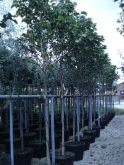 Beverboom (Magnolia 'Galaxy') -Planten Verkoopwinkel 20120214144656 7