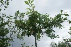 Moeraseik Als Dakboom (Quercus Palustris) -Planten Verkoopwinkel 20120214144915 10