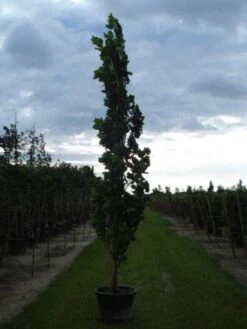 Tulpenboom (Liriodendron Tulipfera 'Fastigiata') -Planten Verkoopwinkel 20120214150926 6