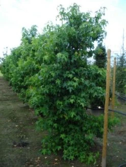 Amberboom Als Struik (Liquidambar Styraciflua) -Planten Verkoopwinkel 20120214151505 7
