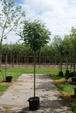 Bolacacia (Robinia Pseudoacacia 'Umbraculifera') -Planten Verkoopwinkel 20120214153924 24