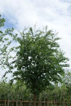 Bolacacia (Robinia Pseudoacacia 'Umbraculifera') -Planten Verkoopwinkel 20120214154019 24 1