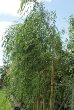 Treurwilg (Salix Sepulcralis 'Chrysocoma') -Planten Verkoopwinkel 20120214154930 14