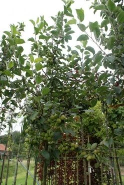 Sierappel (Malus 'Golden Hornet') -Planten Verkoopwinkel 20120214155108 12 1
