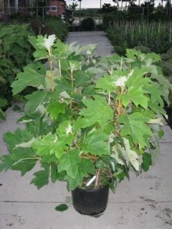 Eikenbladhortensia (Hydrangea Quercifolia) -Planten Verkoopwinkel 20120215133849 6