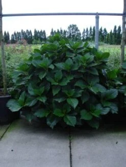 Seringhortensia (Hydrangea Macrophylla 'Ayesha') -Planten Verkoopwinkel 20120215134722 2