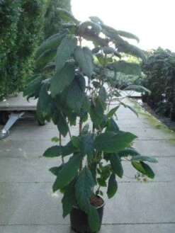 Fluweelhortensia (Hydrangea Aspera 'Macrophylla') -Planten Verkoopwinkel 20120215134833 6
