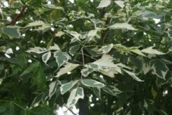 Vederesdoorn Als Boom (Acer Negundo 'Flamingo') -Planten Verkoopwinkel 20120215154305 11