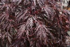 Japanse Esdoorn Als Boom (Acer Palmatum 'Inabe-shidare') -Planten Verkoopwinkel 20120215154428 4 1