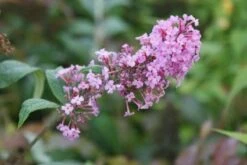 Vlinderstruik (Buddleja Davidii 'Pink Delight') -Planten Verkoopwinkel 20120215162826 3 1