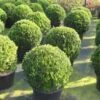 Buxusbol (Buxus Sempervirens, Bolvorm) -Planten Verkoopwinkel 20120215162916 20 1