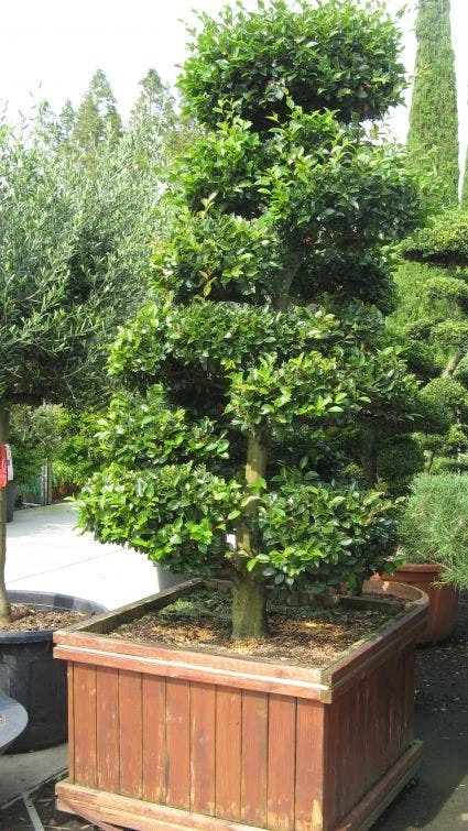 Camelia Als Bonsai (Camellia Sasanqua) 1 Camelia Als Bonsai (Camellia Sasanqua)