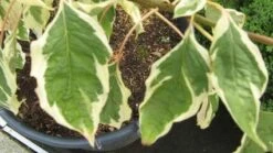 Reuzenkornoelje (Cornus Controversa 'Variegata') -Planten Verkoopwinkel 20120215164859 7