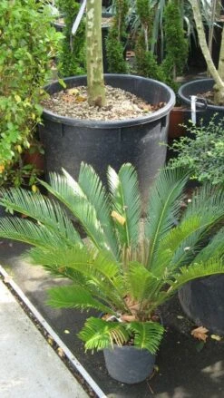 Cycaspalm (Cycas Revoluta) -Planten Verkoopwinkel 20120216093012 5 2
