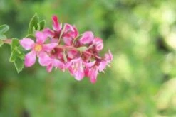Escallonia (Escallonia 'Red Dream') -Planten Verkoopwinkel 20120216094209 3