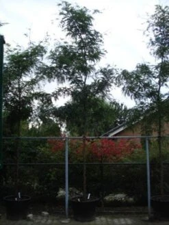 Geelbladige Christusdoorn (Gleditsia Triacanthos 'Sunburst') -Planten Verkoopwinkel 20120217133230 13