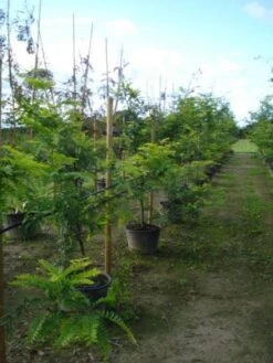 Geelbladige Christusdoorn (Gleditsia Triacanthos 'Sunburst') -Planten Verkoopwinkel 20120217133345 35 7