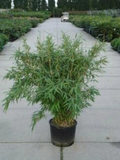 Niet Woekerende Bamboe (Fargesia 'Great Wall')