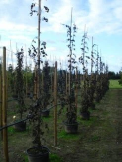 Rode Treurbeuk (Fagus Sylvatica 'Purple Fountain') 9 Rode Treurbeuk (Fagus Sylvatica 'Purple Fountain') -Planten Verkoopwinkel 20120217134436 11