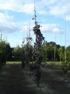 Rode Treurbeuk (Fagus Sylvatica 'Purple Fountain') 8 Rode Treurbeuk (Fagus Sylvatica 'Purple Fountain') -Planten Verkoopwinkel 20120217134500 11