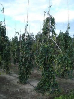 Treurbeuk (Fagus Sylvatica 'Pendula') -Planten Verkoopwinkel 20120217134533 14