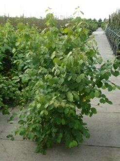 Kornoelje (Cornus Sanguinea 'Winter Beauty) 12 Kornoelje (Cornus Sanguinea 'Winter Beauty) -Planten Verkoopwinkel 20120218101628 1 1