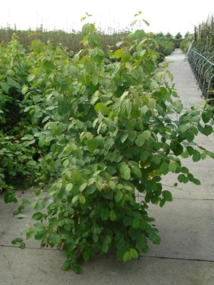 Kornoelje (Cornus Sanguinea 'Winter Beauty) 4 Kornoelje (Cornus Sanguinea 'Winter Beauty) - Afbeelding 4