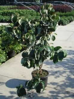 Amerikaanse Kornoelje (Cornus Florida 'Rubra') 12 Amerikaanse Kornoelje (Cornus Florida 'Rubra') -Planten Verkoopwinkel 20120218102305 7