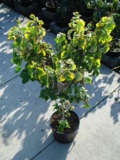 Kornoelje Op Stam (Cornus Florida 'Rainbow') -Planten Verkoopwinkel 20120218102340 1