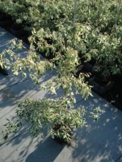 Reuzenkornoelje (Cornus Controversa 'Variegata') -Planten Verkoopwinkel 20120218102419 7