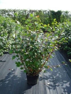 Kornoelje (Cornus Alba 'Sibirica') -Planten Verkoopwinkel 20120218103207 6