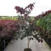 Judasboom Als Struik (Cercis Canadensis 'Forest Pansy') -Planten Verkoopwinkel 20120218104526 6