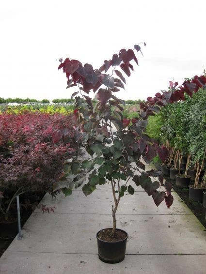 Judasboom Als Struik (Cercis Canadensis 'Forest Pansy') 1 Judasboom Als Struik (Cercis Canadensis 'Forest Pansy')