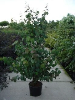 Katsoera Als Struik (Cercidiphyllum Japonicum) -Planten Verkoopwinkel 20120218104650 35 7