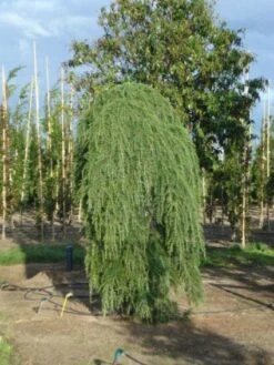 Treurceder (Cedrus Deodara 'Pendula') -Planten Verkoopwinkel 20120218104745 13