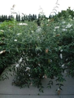 Vlinderstruik (Buddleja Davidii 'White Profusion') -Planten Verkoopwinkel 20120218105604 3 2