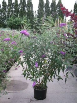 Vlinderstruik (Buddleja Davidii 'Pink Delight') -Planten Verkoopwinkel 20120218105635 3 2