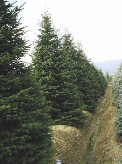 Nordmann-spar (Abies Nordmanniana) 3 Nordmann-spar (Abies Nordmanniana) - Afbeelding 3