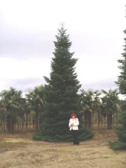 Nordmann-spar (Abies Nordmanniana) -Planten Verkoopwinkel 20120219160228 21 1