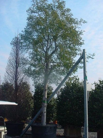 Mimosa Als Boom (Acacia Dealbata) 6 Mimosa Als Boom (Acacia Dealbata) - Afbeelding 6