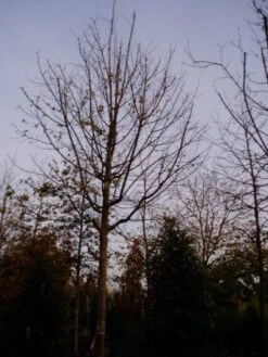 Spaanse Aak (Acer Campestre) -Planten Verkoopwinkel 20120219161209 9 2